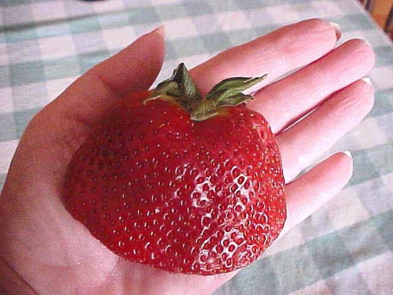 May include: A large, ripe, red strawberry with green leaves on top, held in a hand.