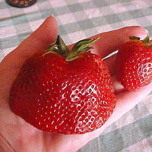 May include: Two strawberries, one large and one small, are held in a hand. The larger strawberry is a deep red color and has a green leafy top. The smaller strawberry is also red and has a green leafy top.