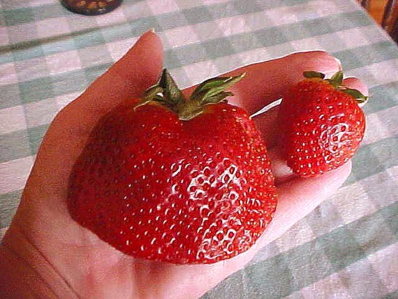 Big MAMA STRAWBERRY Seeds  Super Sweet Strawberries  Grow Your own Please Read Very Bottom From Buyers with Excellent Growning Process TIPS!