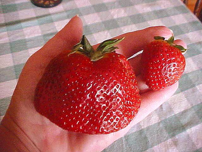 May include: Two strawberries, one large and one small, are held in a hand. The larger strawberry is a deep red color and has a green leafy top. The smaller strawberry is also red and has a green leafy top.