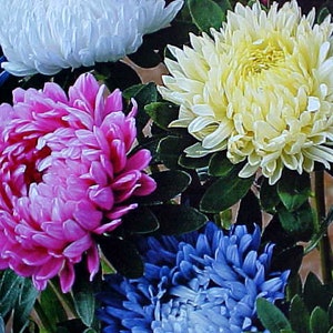 May include: A bouquet of pink, white, and blue aster flowers. The flowers are in full bloom and have a variety of shapes and sizes.