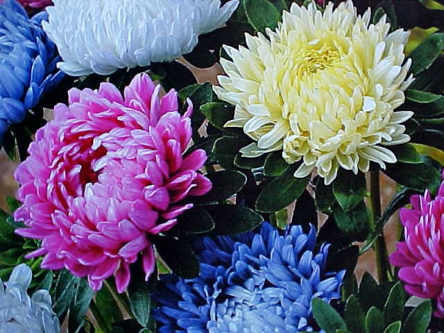 CHRYSANTHEMUM Flower Seeds Known As The Dachess Cluster (Asteraceae Family) Stunning Bright Huge VARIETY Of COLOR Bloom