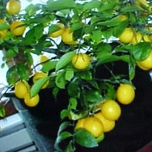 May include: A potted lemon tree with many ripe yellow lemons hanging from the branches. The tree is in a black pot and is sitting on a windowsill.