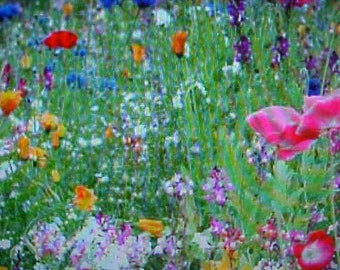 KISS-Of-My-LOVE Wildflower Flower Seeds. Outstanding Intense Huge 47 Variety Of Different Flower Seeds Perennial & Annual Mixture.