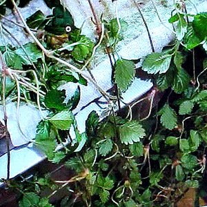 May include: Close-up of a cluster of green leafy plants with thin, white stems and roots. The plants are arranged in a loose, tangled mass.