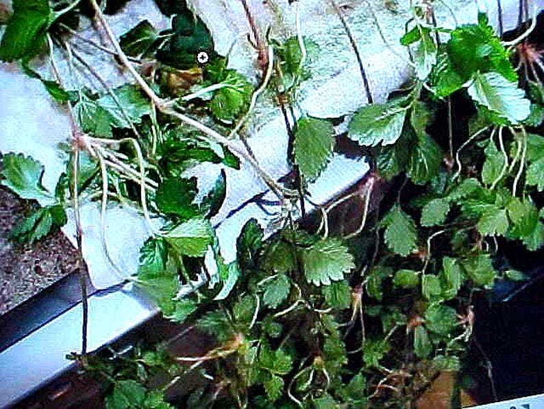 May include: Close-up of a cluster of green leafy plants with thin, white stems and roots. The plants are arranged in a loose, tangled mass.