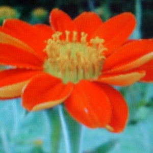 MEXICAN SUNFLOWER Seeds   Reds and Yellows Flower heads