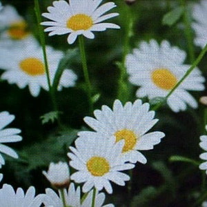 100 Seed Per Package  OX EYE DAISY Flower Seeds. Stunning White Blooms with Bright Yellow Centers. Perennial Will Re-Seed Itself Every Year