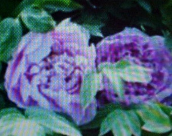 PEONY TREE Flower Seeds Large Purple Blooms Of Color  Garden Favorite  Perennial  4 Seeds Per Package   Please READ Listing Instructions