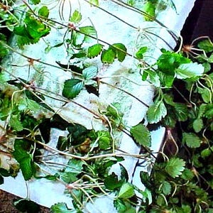 May include: A close-up of a plant with green leaves and thin stems. The plant is growing in a white container and is surrounded by white string.