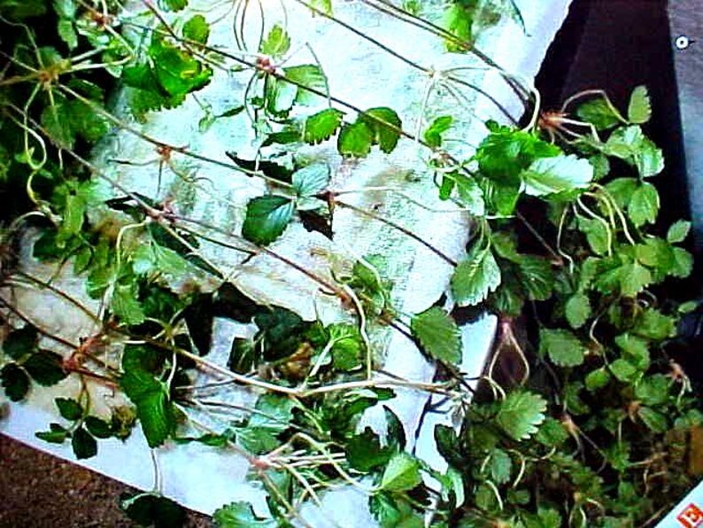 May include: A close-up of a plant with green leaves and thin stems. The plant is growing in a white container and is surrounded by white string.