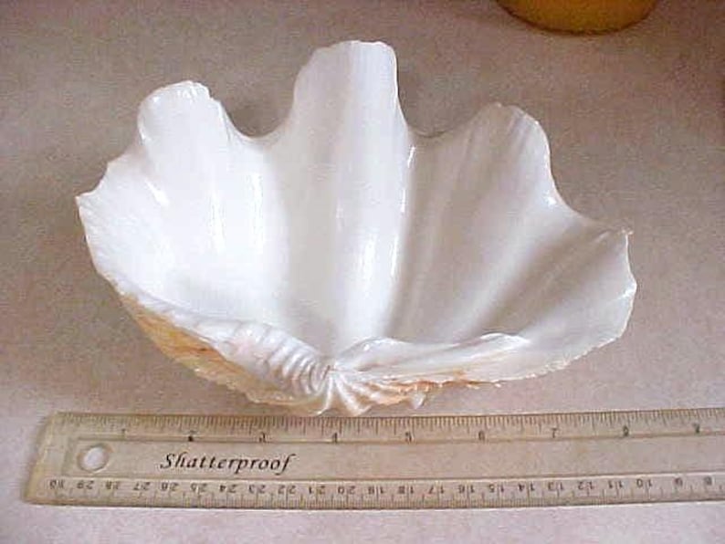 Genuine Large CLAM SHELL Natural Sea Ocean Specimen Unique Stunning ...