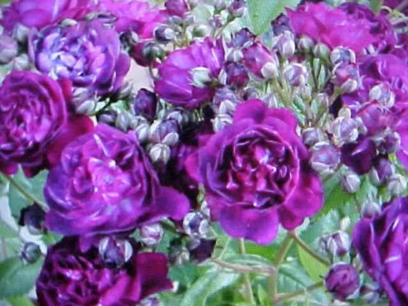 Fragrance Climbing BABY PURPLE Thornless ROSE Flower Seeds Etsy