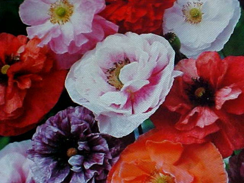 Puede incluir: Un ramo de flores de amapola de colores en tonos rojos, rosas, blancos y morados. Las flores tienen p&eacute;talos delicados y est&aacute;n dispuestas en un racimo.