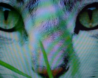 Organic Wheat-Oats-Rye. Cat Dog OAT WHEAT GRASS Digestive Aid (Bird, Rabbit,  Jguana, Turtle, Squirrel, etc).