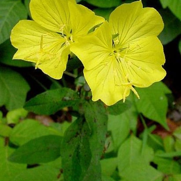 One Ounce (1/16 Pound) PRIMROSE EVENING Flower Seeds Blooms Have A Marnificent Bright Yellow Color.  Perennial.