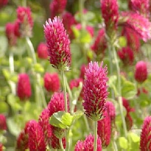 May include: A field of pink clover blossoms in full bloom. The flowers are clustered together in a dense mass, creating a vibrant and colorful display.