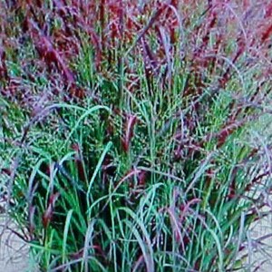 May include: A close-up of a clump of ornamental grass with green and purple foliage. The grass is growing in a garden setting.