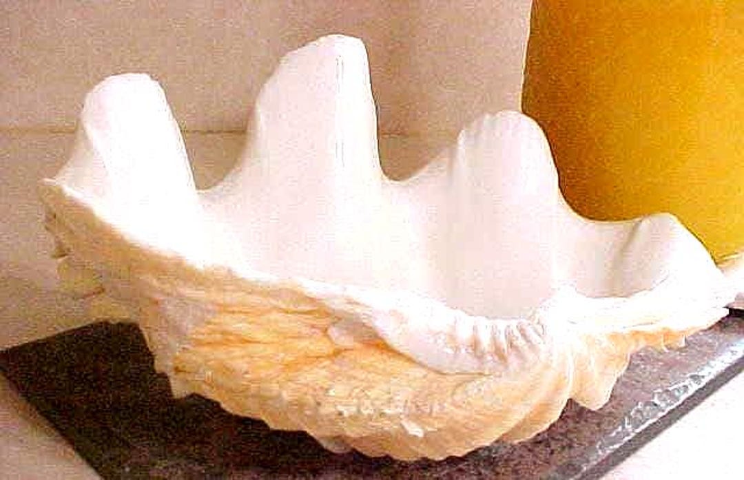 Genuine Large CLAM SHELL Natural Sea Ocean Specimen Unique Stunning ...