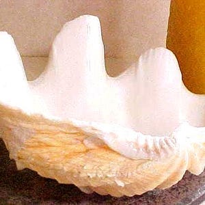 May include: A large, natural clam shell with a creamy white interior and a textured, beige exterior. The shell has a unique, undulating shape with multiple peaks and valleys. The shell is displayed on a dark, textured surface.