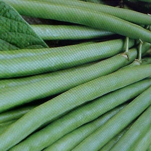 May include: A bunch of fresh green string beans, arranged in a row, with the ends of the beans visible.