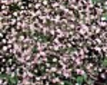 Hard To Find Rare    PINK BABYS BREATH Flower Seed.   Fragrant Stunning Small Delicate Pink Flower Blooms.   75 Seed Per Package