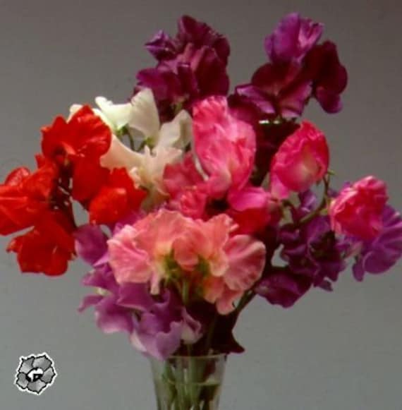 SWEET PEA Flower Seeds.  Climbing Plant.   Colors of Red Blue Lavender Pink Orange Yellow Blooms.   45 Seeds Per Package.