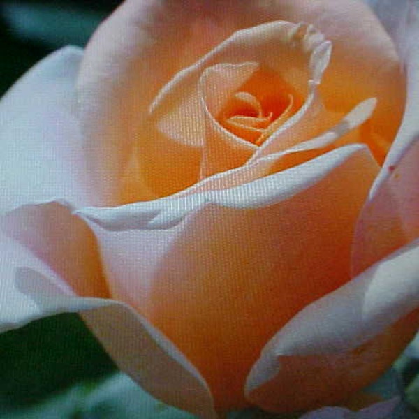 Fragrance APRICOT CREME ROSE Flower Seeds Large Apricot Creme Blooms. A Garden Favorite. Perennial Will Bloom For Years