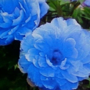 borealis plant Willo Borealis Dahlia Tuber main image 1