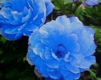 PEONY TREE Flower Seeds Large Blue Blooms Of Color  Garden Favorite  Perennial  4 Seeds Per Package   Please READ Listing Instructions
