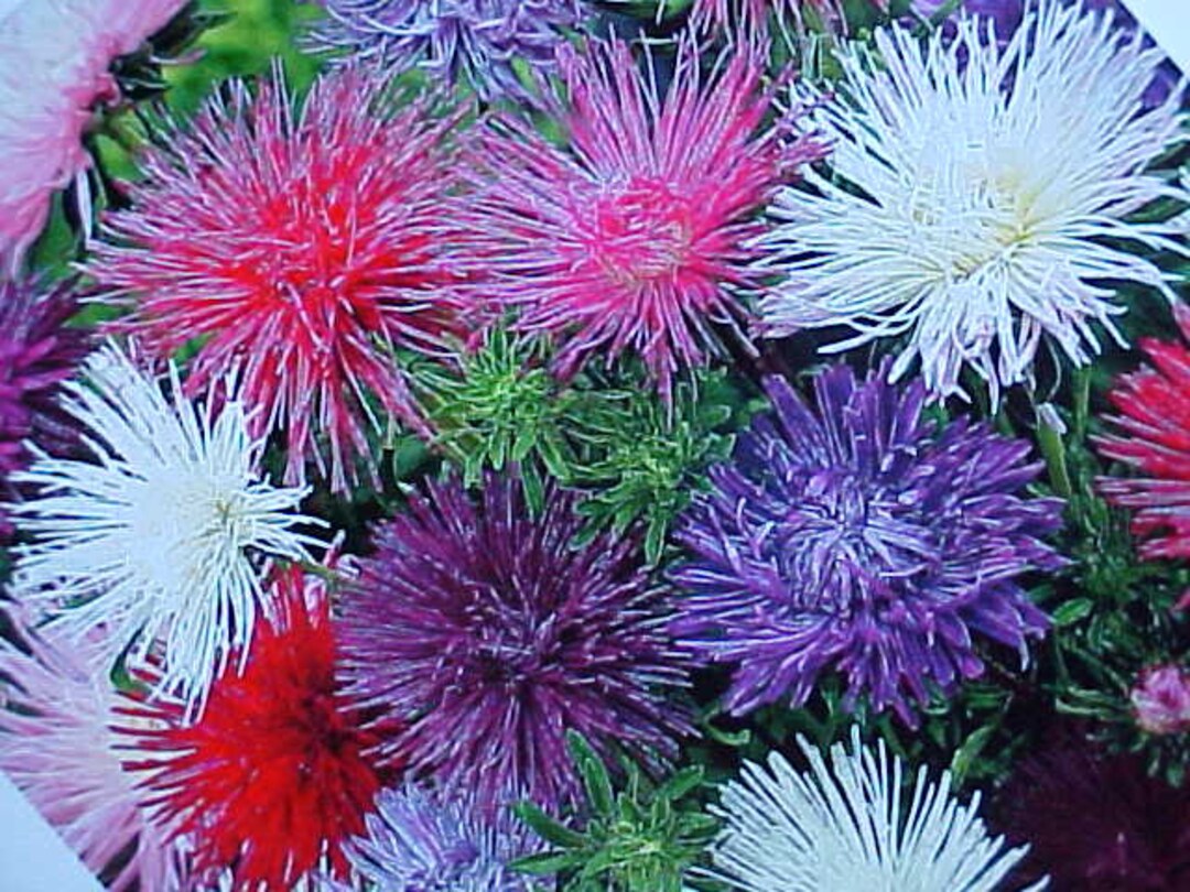 CHRYSANTHEMUM Flower Seeds Known as the SPIDER Cluster asteraceae