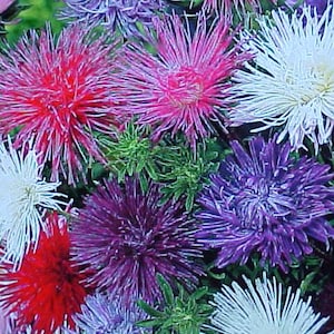 CHRYSANTHEMUM Flower Seeds Known As The SPIDER Cluster (Asteraceae Family) Unique Stunning Look Variety Of COLOR Bloom