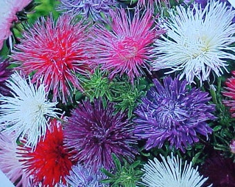 CHRYSANTHEMUM Flower Seeds Known As The SPIDER Cluster (Asteraceae Family) Unique Stunning Look Variety Of COLOR Bloom