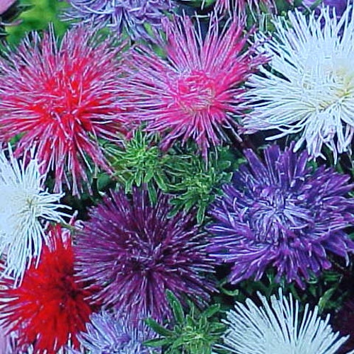 CHRYSANTHEMUM Flower Seeds Known as the Dachess Cluster Etsy