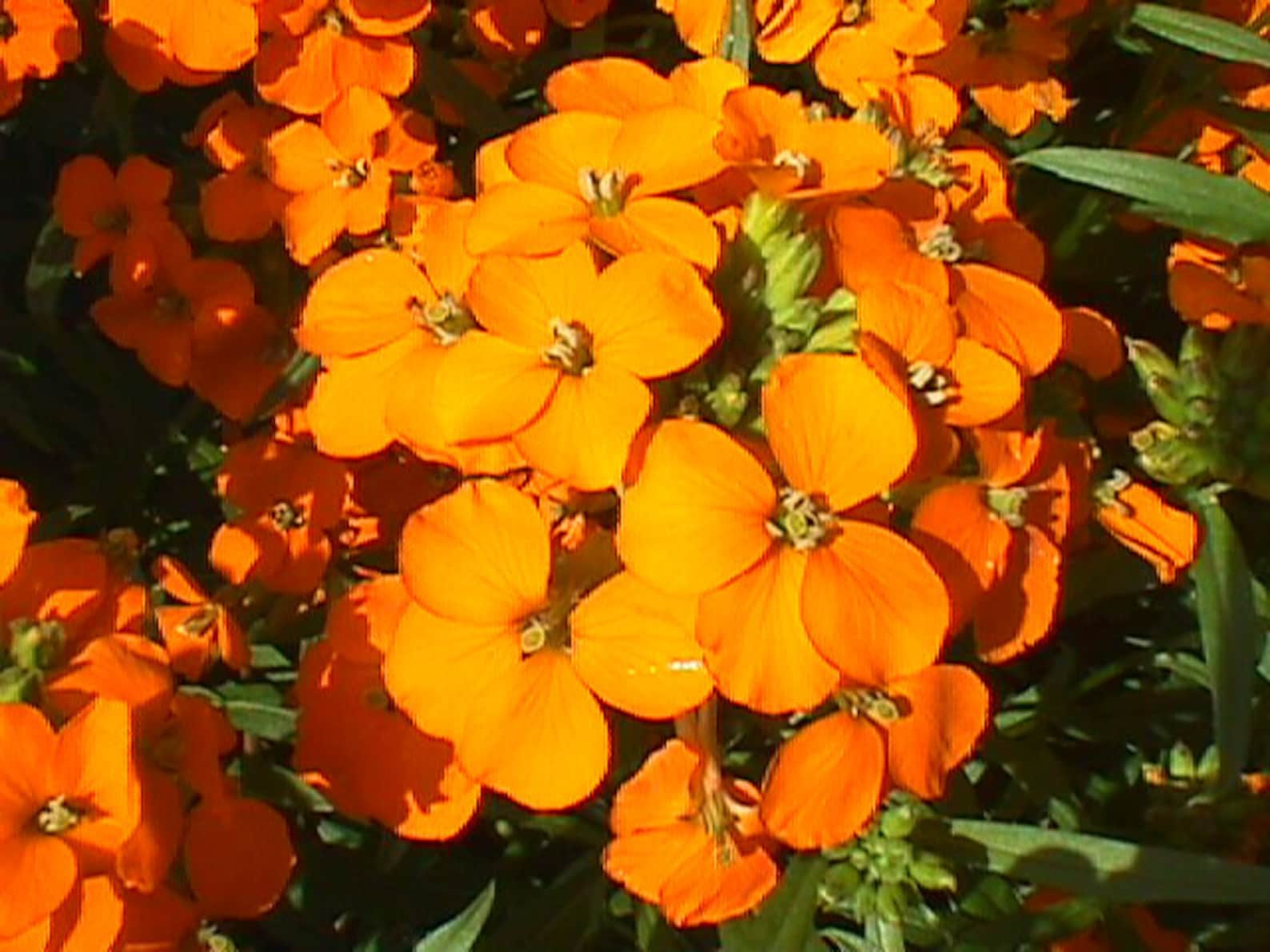 SIBERIAN WALLFLOWER Flower Seed. Stunning Brillant Cluster of Orange