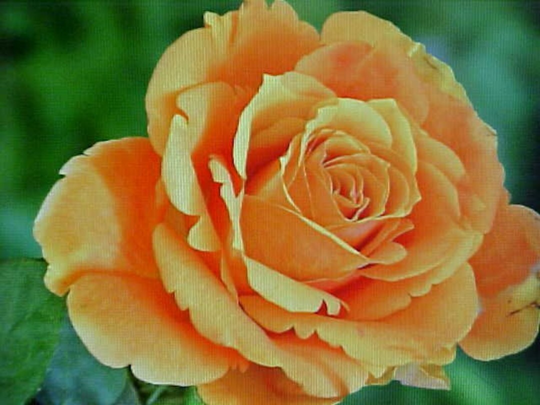 Fragrance DARK ORANGE ROSE Flower Seeds Large Orange Blooms of Etsy