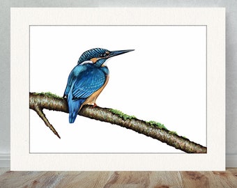 Kingfisher Bird Limited Edition Print A4 with mount 16x12 by Sarah Featherstone, Wildlife, Collectable, British Bird