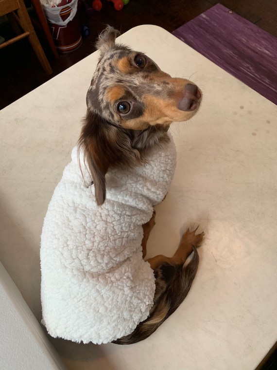 Miniature dachshund sale puppy coat