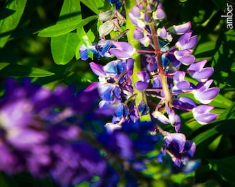 Purple Lupine Flower Print | Maine Wildflower Photography