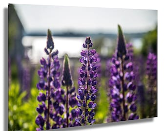Purple Lupine Flower Print: Coastal Maine Botanical Photography