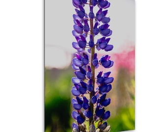 Purple Lupine Flower Print: Coastal Maine Botanical Photography