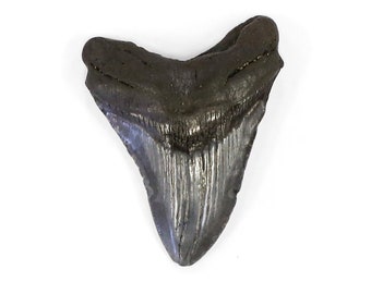 Megalodon Tooth, Fossil, Shark, 4 inches x 3 inches