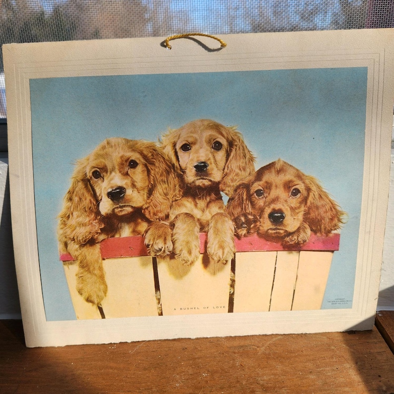 Vintage Cocker Spaniel Wall Art Pair: 1959-1960 Mid-century Dog Prints ...