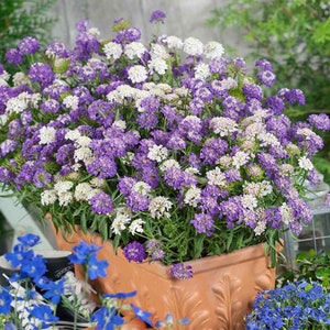 Garden Candytuft Mix Seeds - Globe Candytuft Mix Seeds - Iberis  Umbellata - Heirloom seeds - Ground Cover Seeds - Flowering Plants  Non GMO