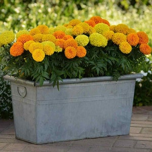 Marigold Classic mix Seeds - Tagetes erecta - Annual Flower Seeds - Mix Marigold Seeds - Garden Seeds