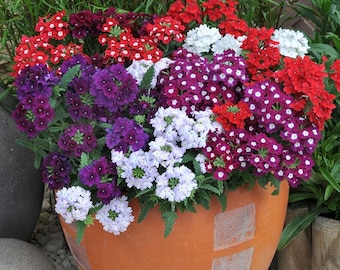 専用　　flowerbond varnharness Buy Verbena Hanging Basket Mix - Verbena X Hybrida - Annual