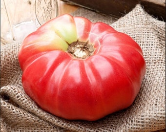 Giant Tomato Seeds - Giant Tomato - Heirloom – Vegetable Seeds - Rare Seeds - Heirloom Tomato Seeds- Rose Beefsteak Tomatoes