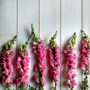 Snapdragon Pink - Antirrhinum majus - Annual Flower Seeds