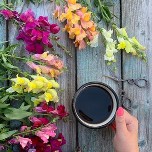Snapdragon Dwarf Mixed Colors - Antirrhinum majus - Annual Flower Seeds