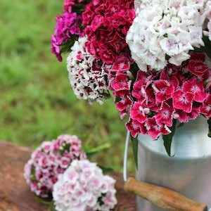 Sweet William Dwarf Mix Seeds - Carnation Seeds - Dianthus barbatus - Perennial  Flower Seeds  - Garden Seeds
